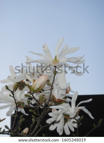 white and pink flowers of Magnolia stellata tree
