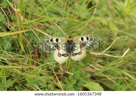 Butterfly on a background of green grass (Genus Parnassius)
