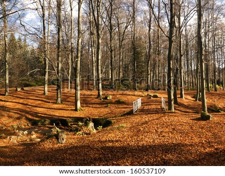 The autumn landscape with beech trees and the blue skies