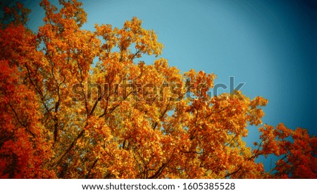 colorful frosty autumn golden tree