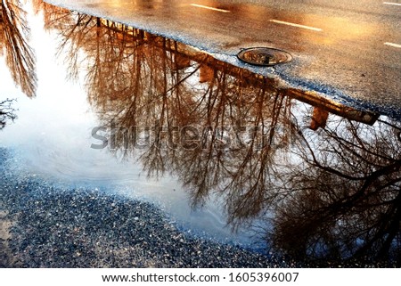 reflection of trees in puddles