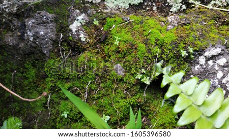 Green moss and wild plants growing on old brick fence. Beautiful background of moss for wallpaper.