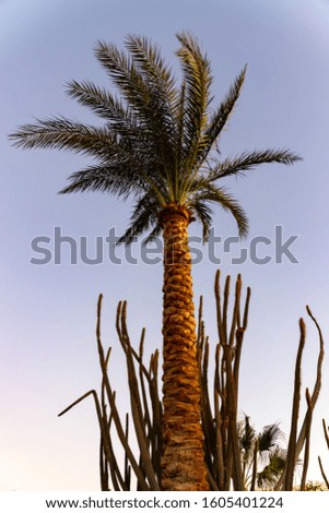 Palm tree against the background of the night starry sky