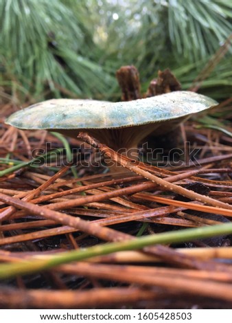 Picture of a pine needle with a pine forest and a mushroom in the background, this picture was taken in a pine forest in Bordeaux, France.