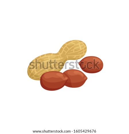 Peanut peeled pods and beans isolated groundnut. Vector goober or monkey nut, legume with edible seeds Royalty-Free Stock Photo #1605429676