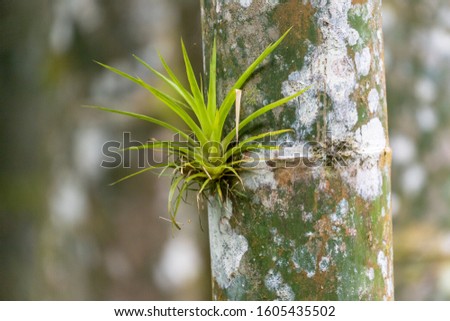 a tillandsia, an epiphyte plant that grows on trees mainly in tropical zones Royalty-Free Stock Photo #1605435502