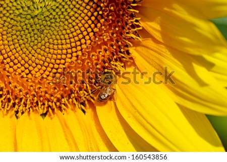 The bee collects nectar on sunflower