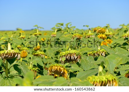Ripe sunflowers in the field