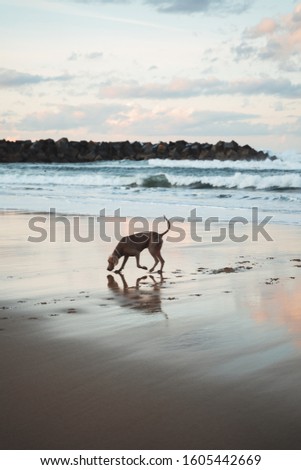 Young German Shorthaired Pointer dog smelling and exploring the sand of Zurriola Beach in San Sebastian