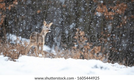 Roe deer, capreolus capreolus, doe standing in blizzard with snowflakes falling in winter. Wild mammal watching in cold weather on a glade in forest with copy space.