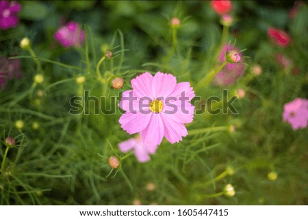 Beautiful blurred pink chrysanthemum pictures