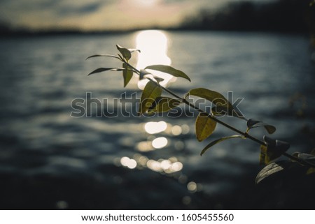green branch at the lake at sunset