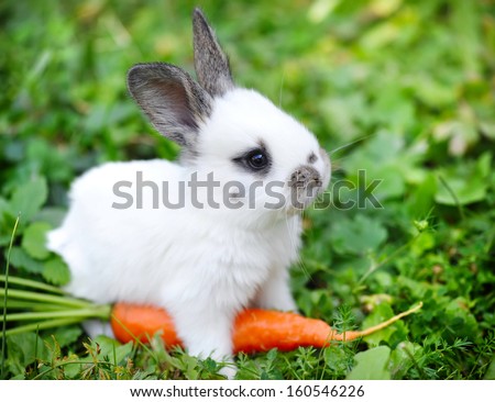 Funny baby white rabbit with a carrot in grass
