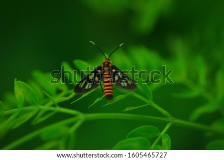 tiger moth on a leaf