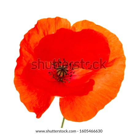 red poppy flower on white background