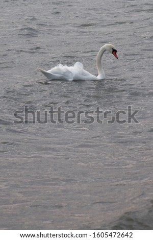                     Swan on a waving surface of stormy sea water. Copy space.          