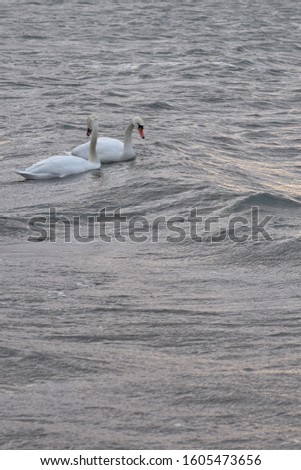                           Couple of swans on a waving surface of stormy sea water. Copy space.       