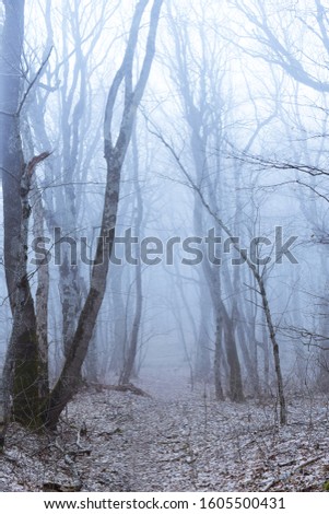 Cold fog in a mountain forest. Winter snowless moody landscape. Old and young trees stand along the path up the hill. The vertical orientation of the frame, dreary screensaver or background.