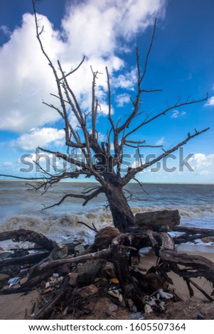 The blurred natural background of dead perennial trees by the sea and the wind lapping the beach, with clear blue sky during the day.