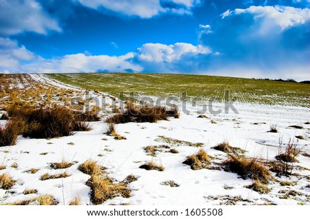 Winter meadow