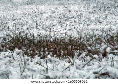 Photo of a background with green grass in the snow.
