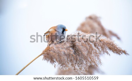 Beautiful nature scene with Bearded Parrotbill Panurus biarmicus. Wildlife shot of Bearded Parrotbill Panurus biarmicus on the grass, winter, sitting on a blade of grass. The best photo.