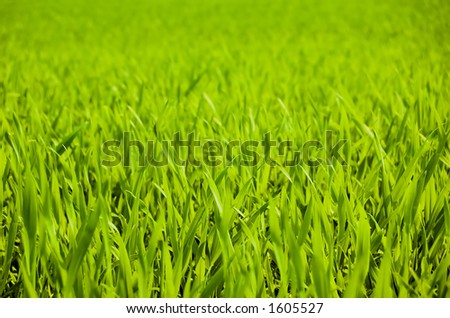 Fresh grass