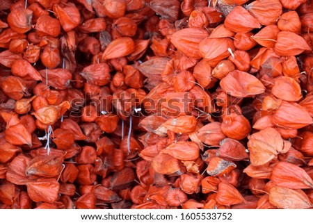 Korean ground cherry for sale in Chinese medicine dry goods                                