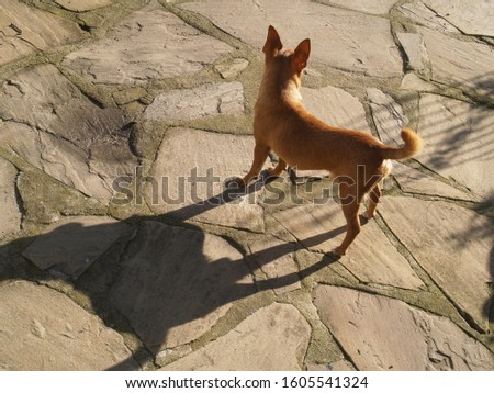 small chihuahua standing in the sun