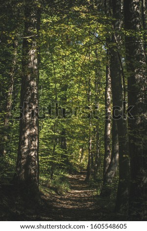 light rays in a forest path covered with leaves