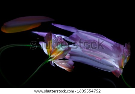Eustoma flower with a stalk and their reflection in a crooked mirror
