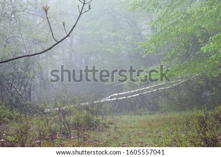 A Foggy Shot of a Fallen Tree on a Path