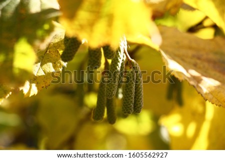 In sunny autumn day a hazel grove branch with bright yellow foliage and young ear rings.