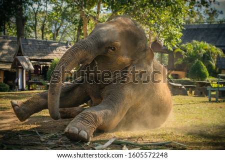 Beautiful Asian elephant in Luang Prabath playing in the sun with dust
