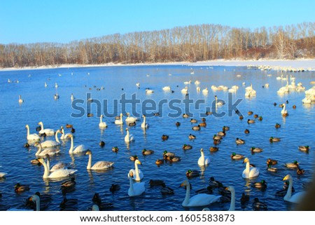In winter, beautiful swans swim on the ice-free lake. Place of wintering swans, Altai, Siberia. Swan lake. Against the background of winter trees.