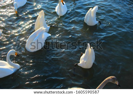 A white Swan floats on dark blue water. One Swan dives under the water for food. Winter lake with a bird.