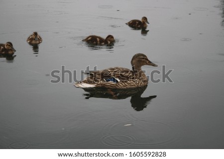 Duck swimming with her ducklings