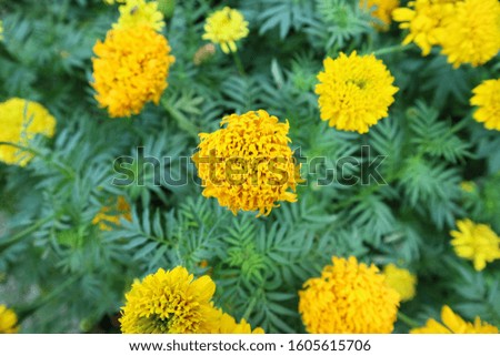 Yellow flowers or calendula marigolds