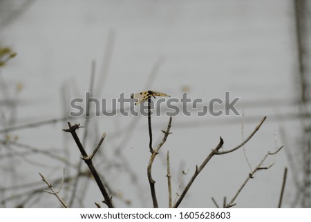 Tha nature view of lake and dragon fly
