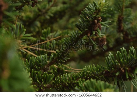 Green Needles on a Pine Tree, Macro