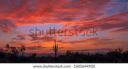 Vbrant Arizona Desert Sunrise Landscape With lone Sagauro Cactus Near Phoenix