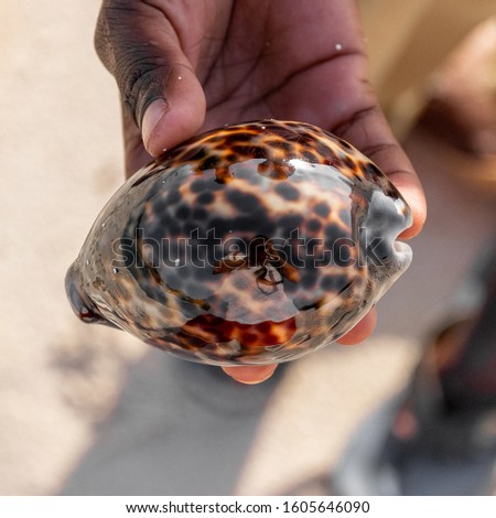 boy holding a sea shell