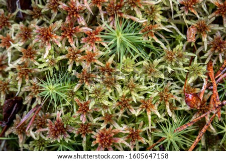 Sphagnum Bog plants at Abernethy Nature Reserve in The Highlands of Scotland. Royalty-Free Stock Photo #1605647158