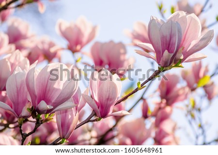 magnolia tree blossom in springtime. tender pink flowers bathing in sunlight. warm april weather Royalty-Free Stock Photo #1605648961