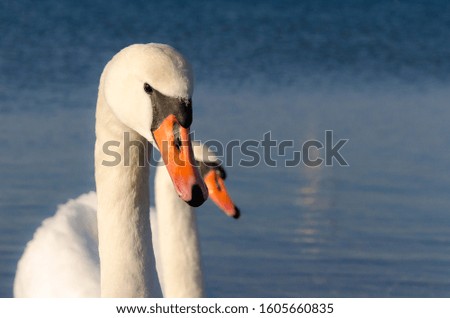 Swans during the winter season on the Baltic Sea