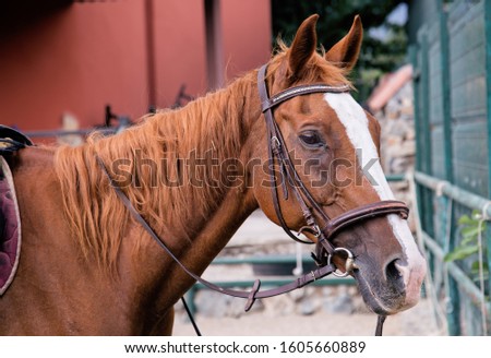 Portrait of trained beautiful brown horse on horse farm