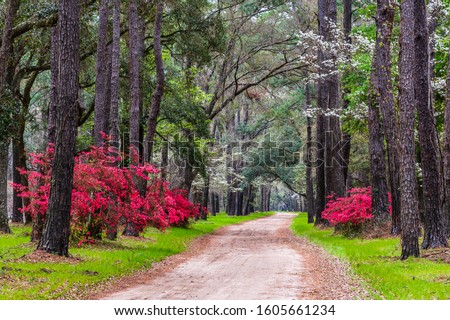 Colorful azalea flowers blooming under a  veil of pines and dogwood tress on a dirt road in the deep south on Edisto Island near Charleston SC  Royalty-Free Stock Photo #1605661234