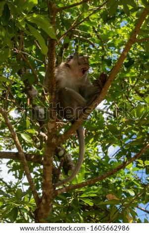 freewheeling monkey in the forest of mauritius