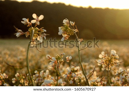 Flower detail in the Tarragona countryside. Backlit, the flowers are seen with yellow tones of sunset. The mountain is blurred background.