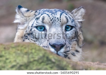 A snow leopard, Panthera uncia, hidden behind a rock, hunting
